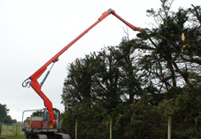 Tree Topping