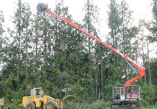 Tree Trimming