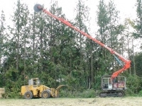 Tree Topping