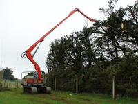 Topping a Pine Hedge